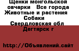 Щенки монгольской овчарки - Все города Животные и растения » Собаки   . Свердловская обл.,Дегтярск г.